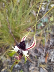 Caladenia parva