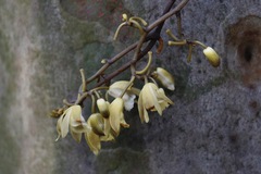 Erythrorchis cassythoides