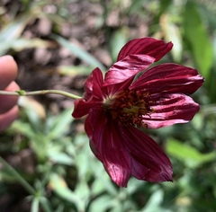 Cosmos scabiosoides
