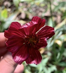 Cosmos scabiosoides