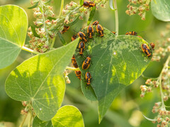 Tropidothorax sinensis