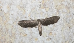 Euacidalia brownsvillea