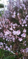 Plantaginaceae