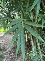 Gigantochloa cochinchinensis