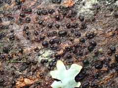 Hypoxylon fragiforme