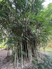 Gigantochloa cochinchinensis