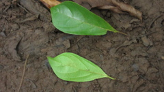 Terminalia amazonia