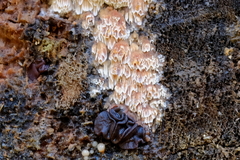 Pycnoporellus alboluteus