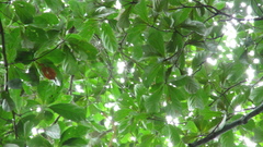 Terminalia amazonia