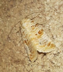 Diastema tigris