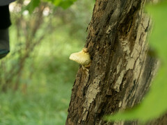 Volvariella bombycina