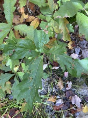 Callirhytis quercusfutilis