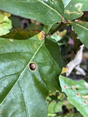 Callirhytis quercusfutilis