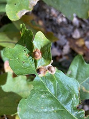 Callirhytis quercusfutilis