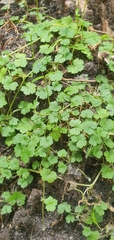 Hydrocotyle hirta