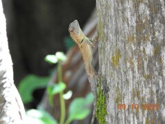 Calotes versicolor