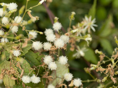 Clematis brevicaudata