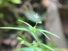 Oldenlandia corymbosa