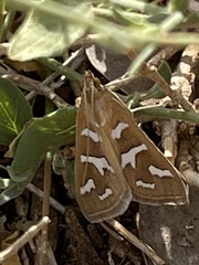 Diastictis