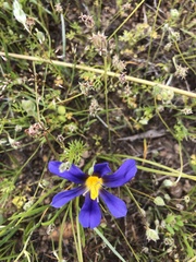 Calydorea xiphioides