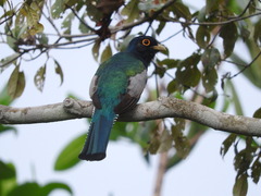 Trogon surrucura