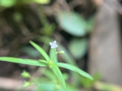 Oldenlandia corymbosa