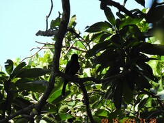 Dicrurus macrocercus