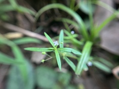 Oldenlandia corymbosa