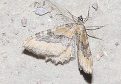 Rheumaptera meadii