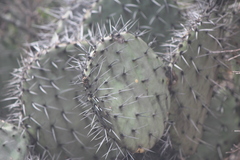 Opuntia stenopetala