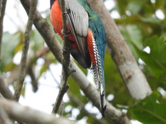 Trogon surrucura