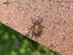 Ecnolagria