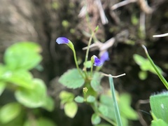 Torenia
