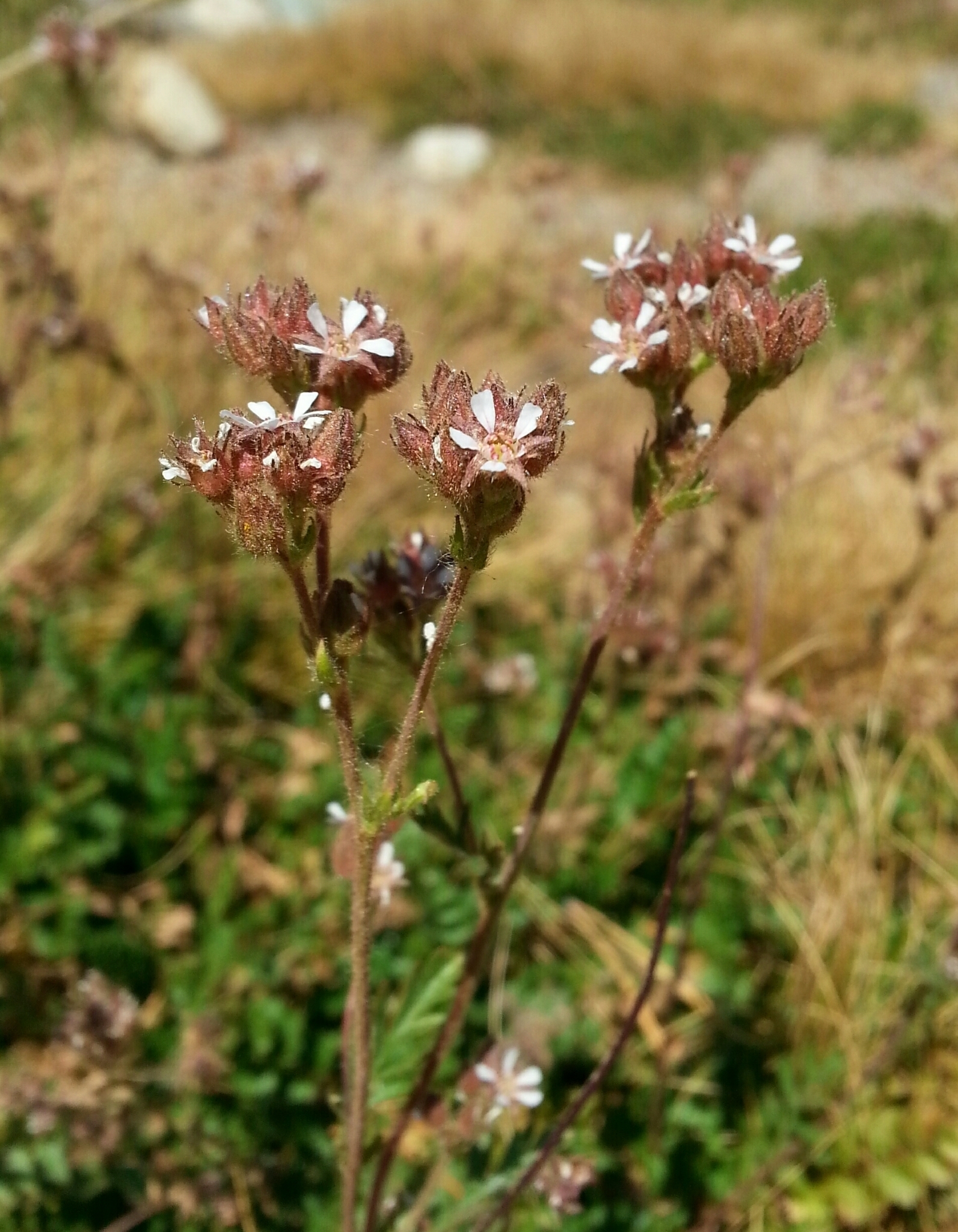 Horkelia fusca var. parviflora