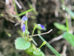 Torenia