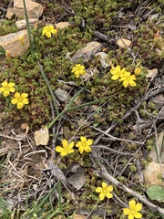 Oxalis exilis