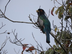Trogon surrucura