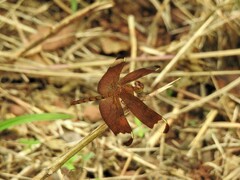 Neurothemis fulvia