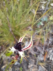 Caladenia parva