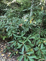 Rhododendron maximum