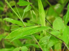 Ceriagrion cerinorubellum