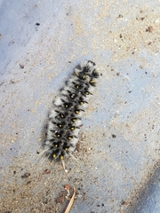 Lophocampa roseata