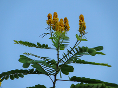 Senna reticulata