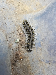 Lophocampa roseata