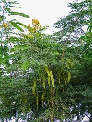 Senna reticulata