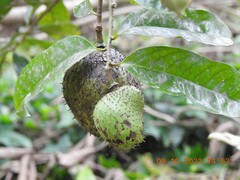 Annona