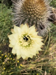 Trichocereus chiloensis litoralis