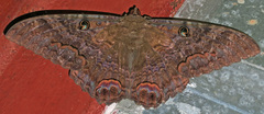 Ascalapha odorata image