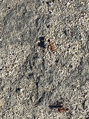 Pogonomyrmex