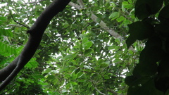 Hymenaea courbaril